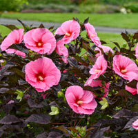 Hibiscus Summerific 'Edge of Night'