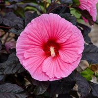 Hibiscus Summerific 'Edge of Night'