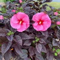 Hibiscus Summerific 'Edge of Night'