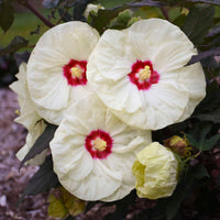 Hibiscus Summerific 'French Vanilla'