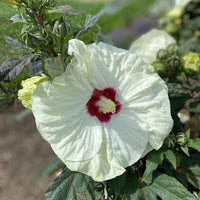 Hibiscus Summerific 'French Vanilla'