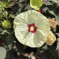 Hibiscus Summerific 'French Vanilla'