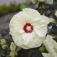 Hibiscus Summerific 'French Vanilla'