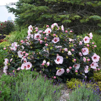 Hibiscus Summerific 'Perfect Storm'