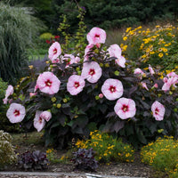 Hibiscus Summerific 'Perfect Storm'