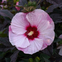 Hibiscus Summerific 'Perfect Storm'