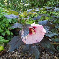Hibiscus Summerific 'Perfect Storm'