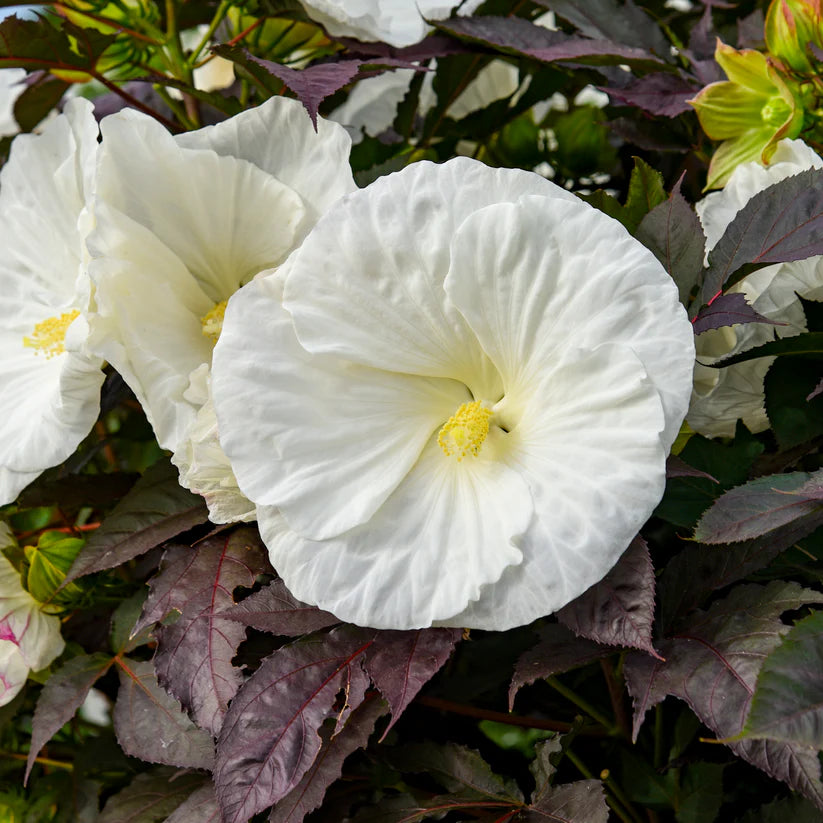 Hibiscus Summerific &