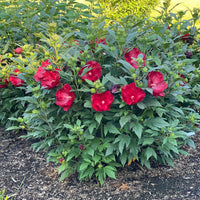 Hibiscus Cranberry Crush