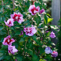 Purple Pillar hibiscus plant for narrow garden spaces