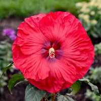 Hibiscus Summerific 'Valentine's Crush' - [EG]