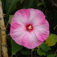 Hibiscus 'Luna Pink Swirl'