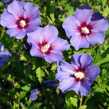 Bluebird Rose of Sharon Hibiscus Shrub
