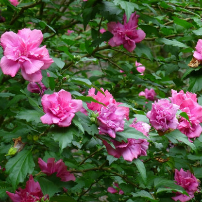 Rosy Red Althea Aka Rose of Sharon Tree