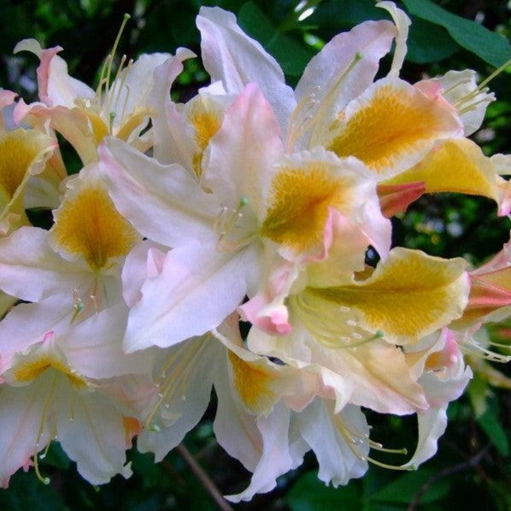 High Tide Aromi Azalea