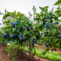 Highbush Meadowlark Blueberry variety with heavy berry production