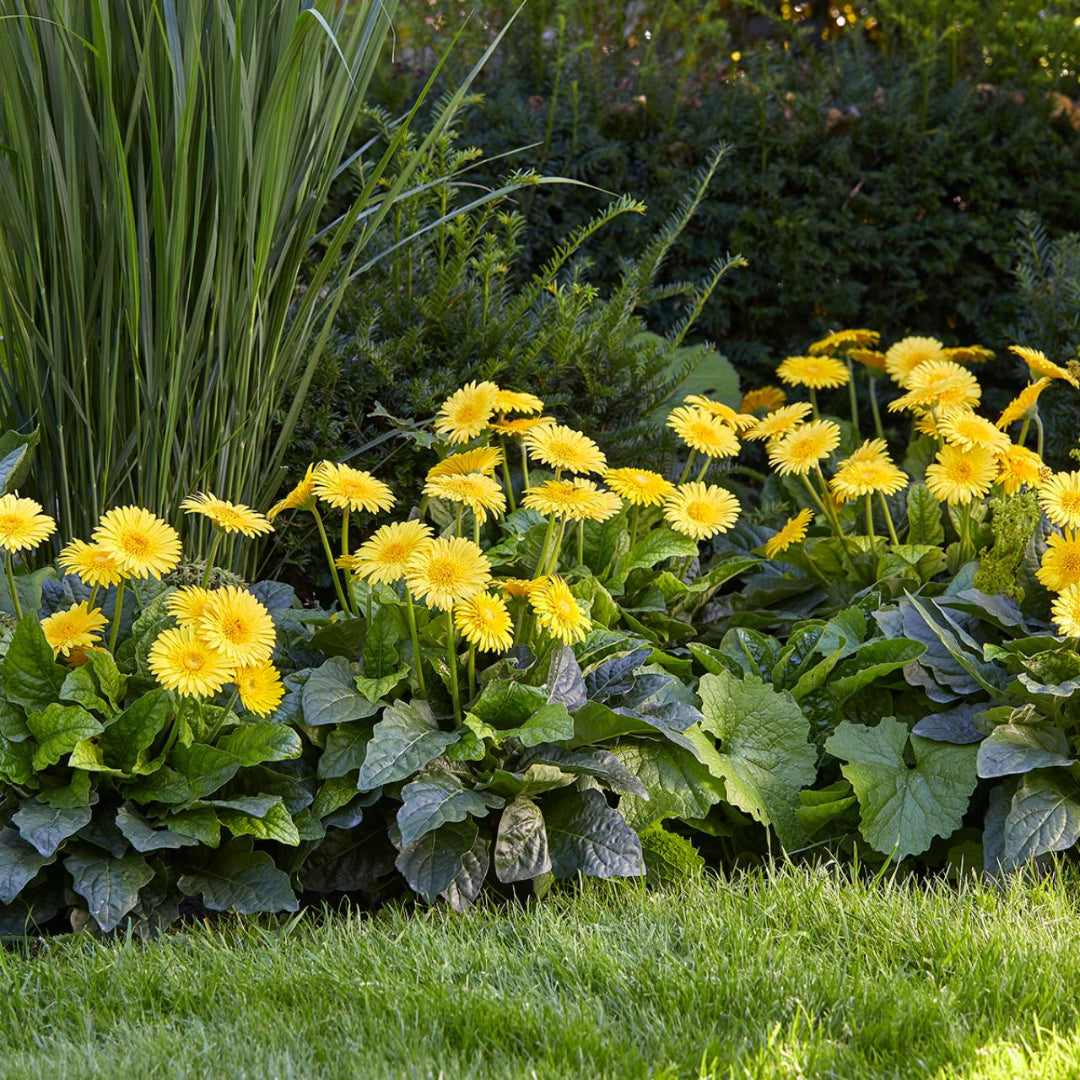 Gerbera Garvinea Sweet Smile Gerber Daisy -[EG]