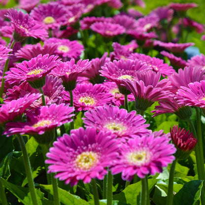 Gerbera &