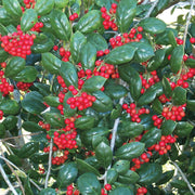Dwarf Burford Holly