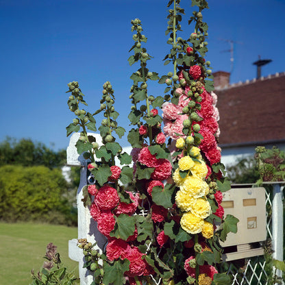 Alcea rosea ‘Chater&