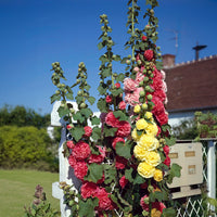 Alcea rosea ‘Chater's Double Mix’ (Double Hollyhock) - [EG]