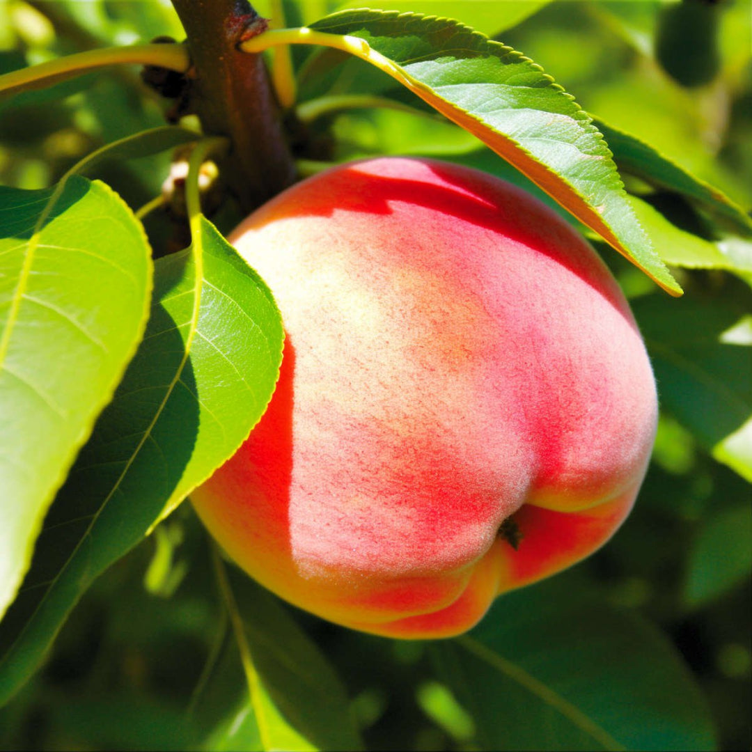 La Feliciana Peach Tree