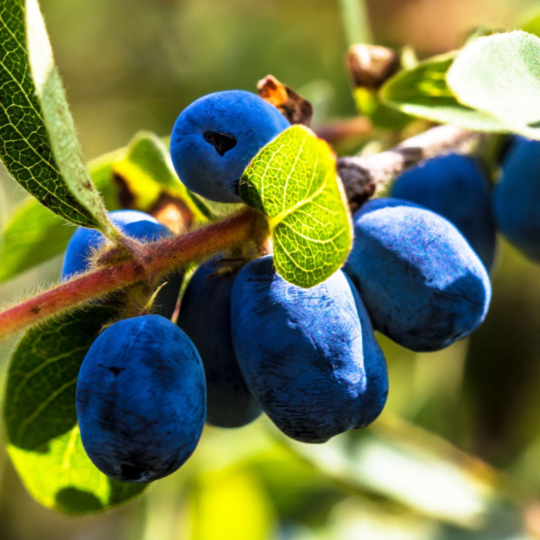Berry Blue Honeyberry Bush