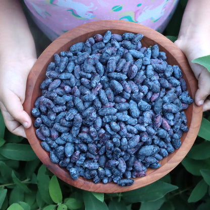 Borealis Honeyberry Bush