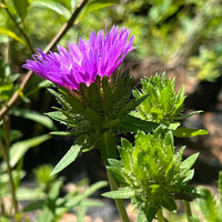 Stokesia laevis 'Honeysong Purple'