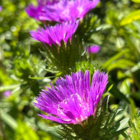 Stokesia laevis 'Honeysong Purple'