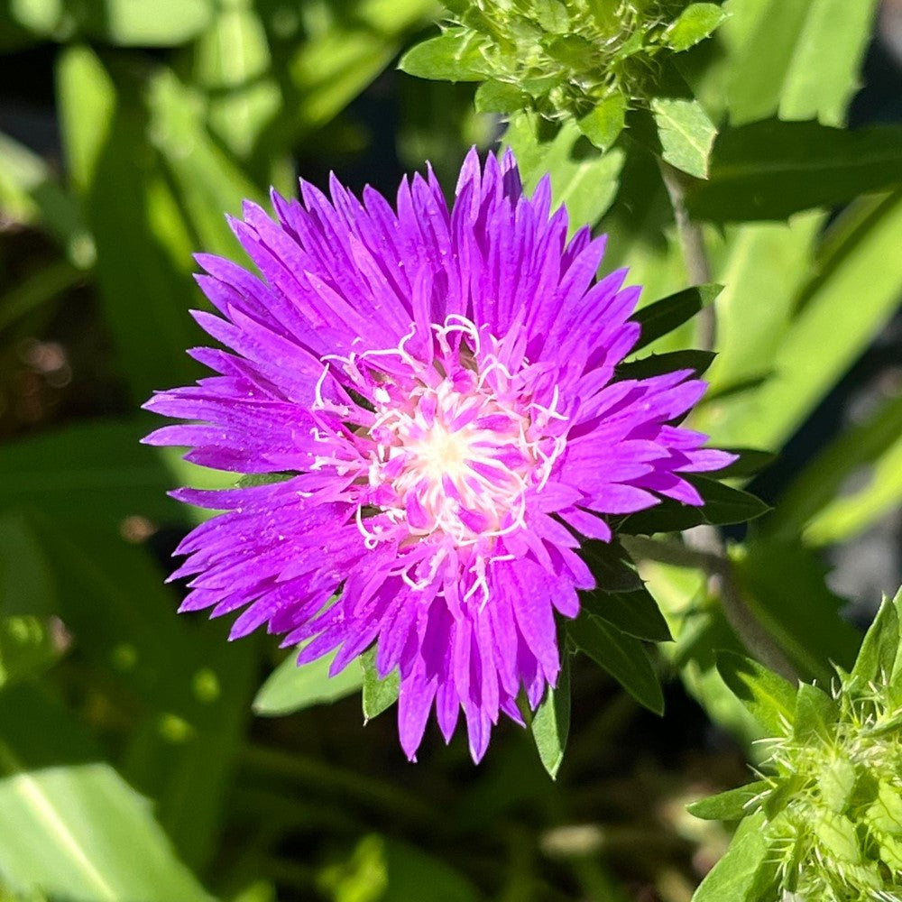Stokesia laevis &