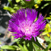 Stokesia laevis 'Honeysong Purple'