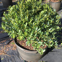 Hoogendorn Holly