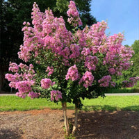 Hopi and Pocomoke crape myrtle comparison showing pink flower clusters