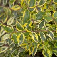 Hopley's Abelia