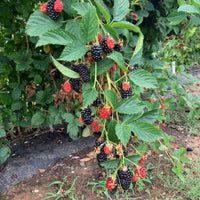 Prime Ark Horizon Blackberry