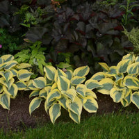 Hosta Shadowland 'Autumn Frost - [EG]