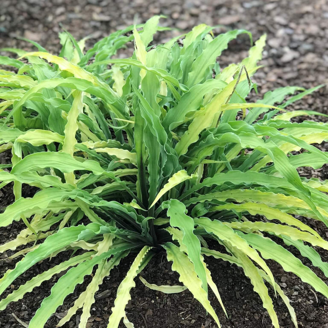 Hosta &