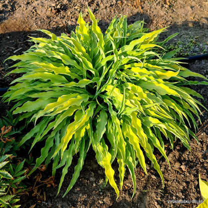 Hosta &