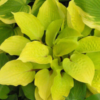Hosta Fire Island