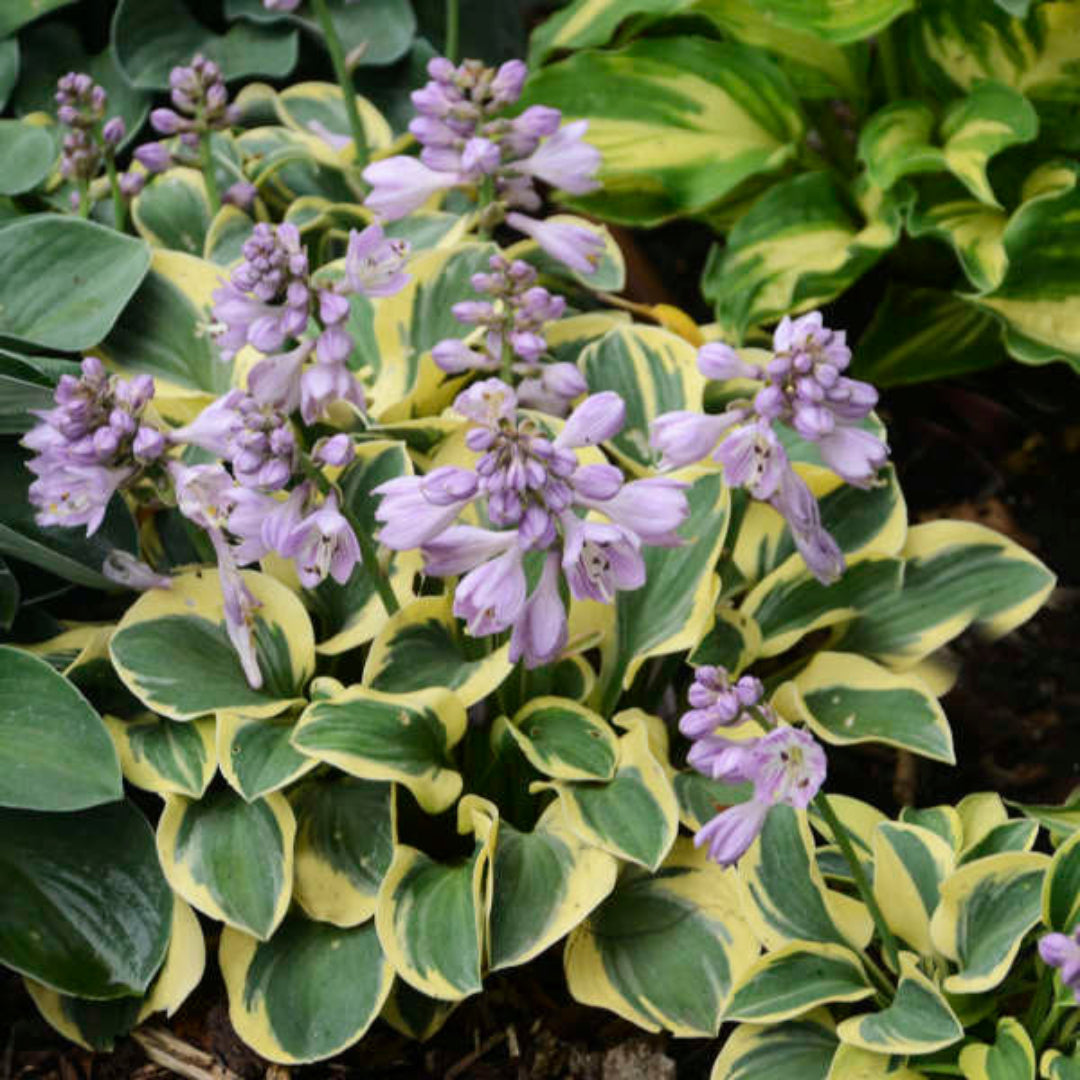 Hosta &