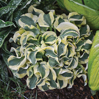 Hosta 'Mini Skirt'
