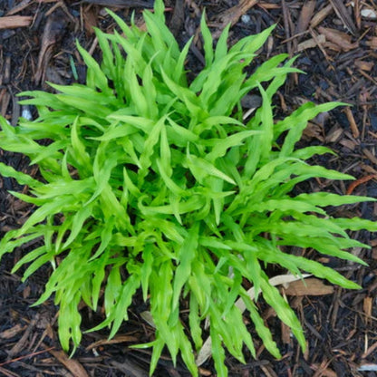 Hosta &