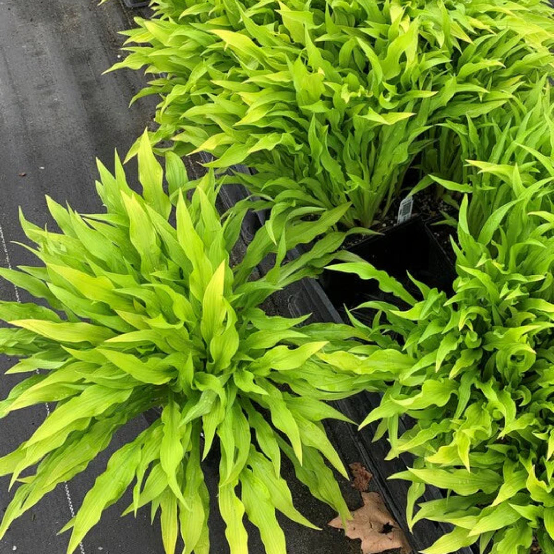 Hosta &