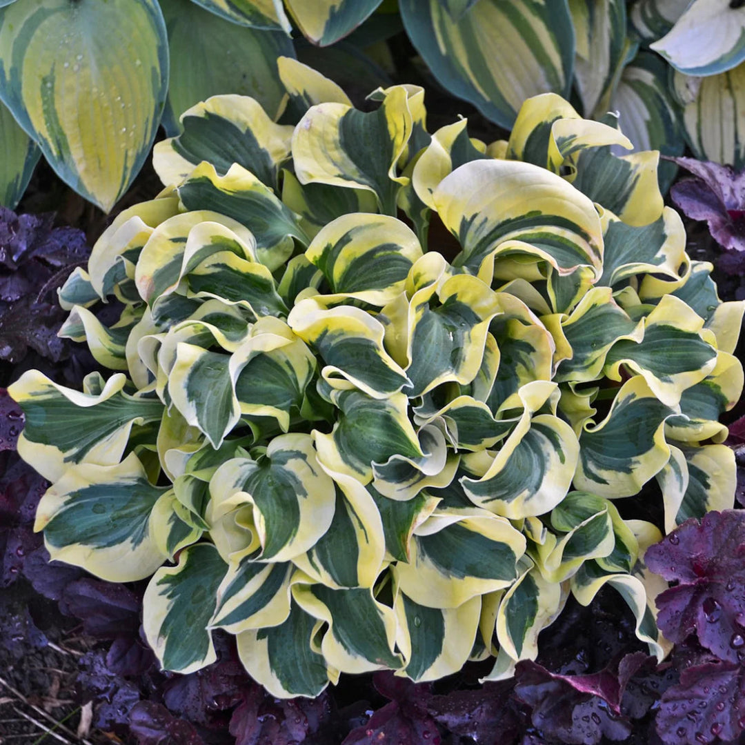 Hosta &