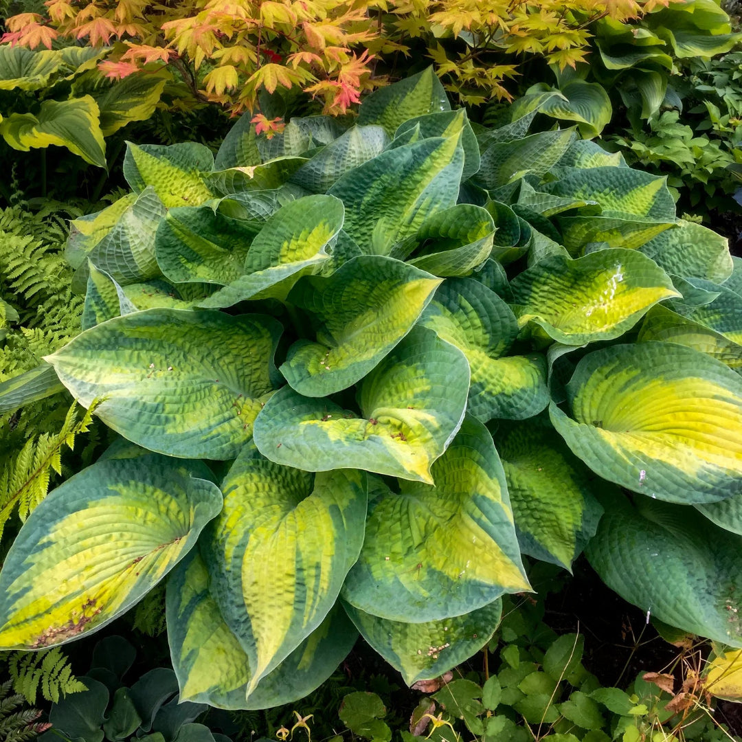 Hosta &