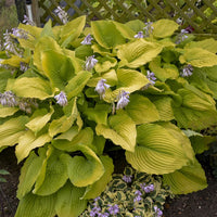 Hosta Shadowland 'Coast to Coast' - [EG]