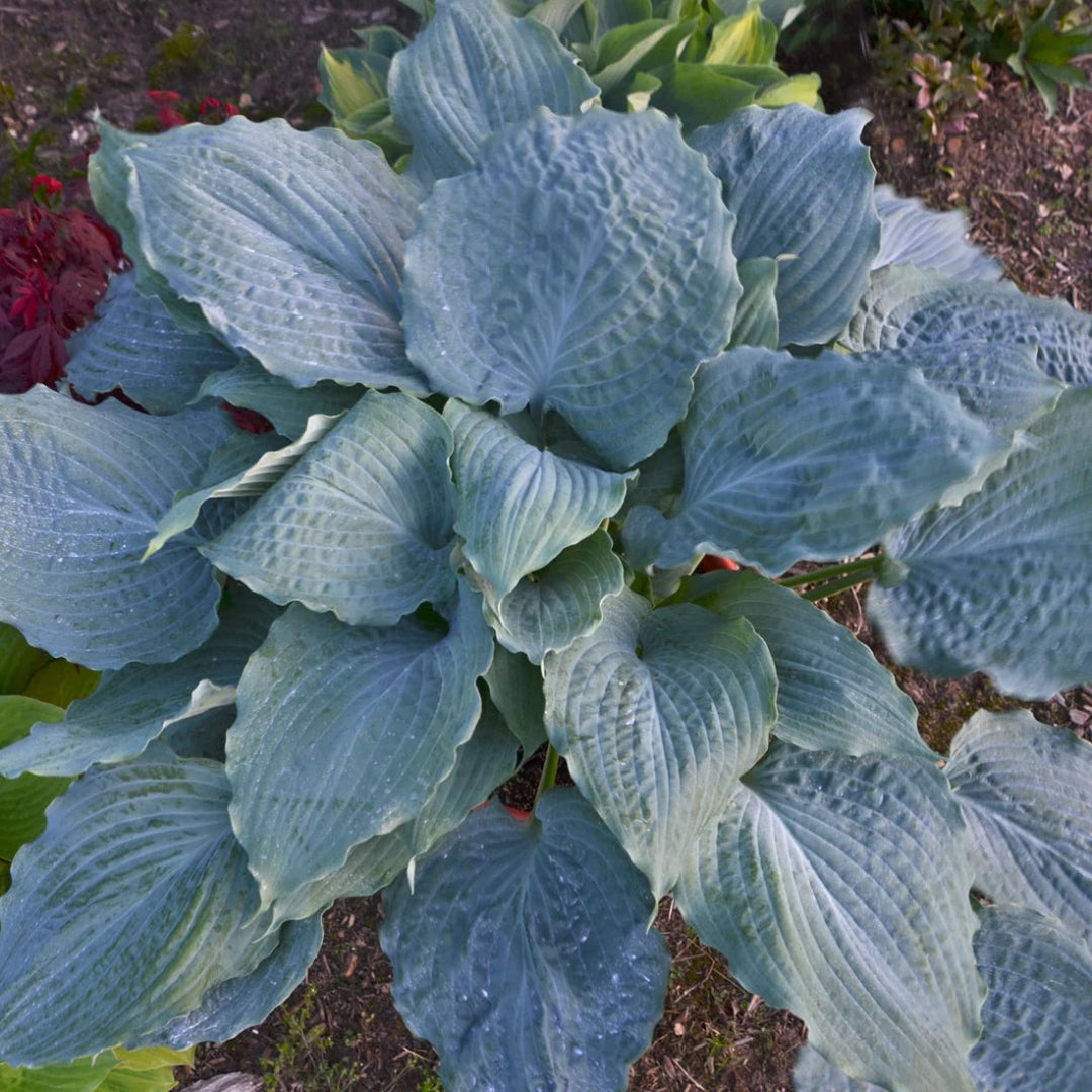 Hosta Shadowland &