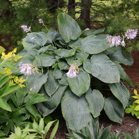 Hosta Shadowland 'Empress Wu'- [EG]