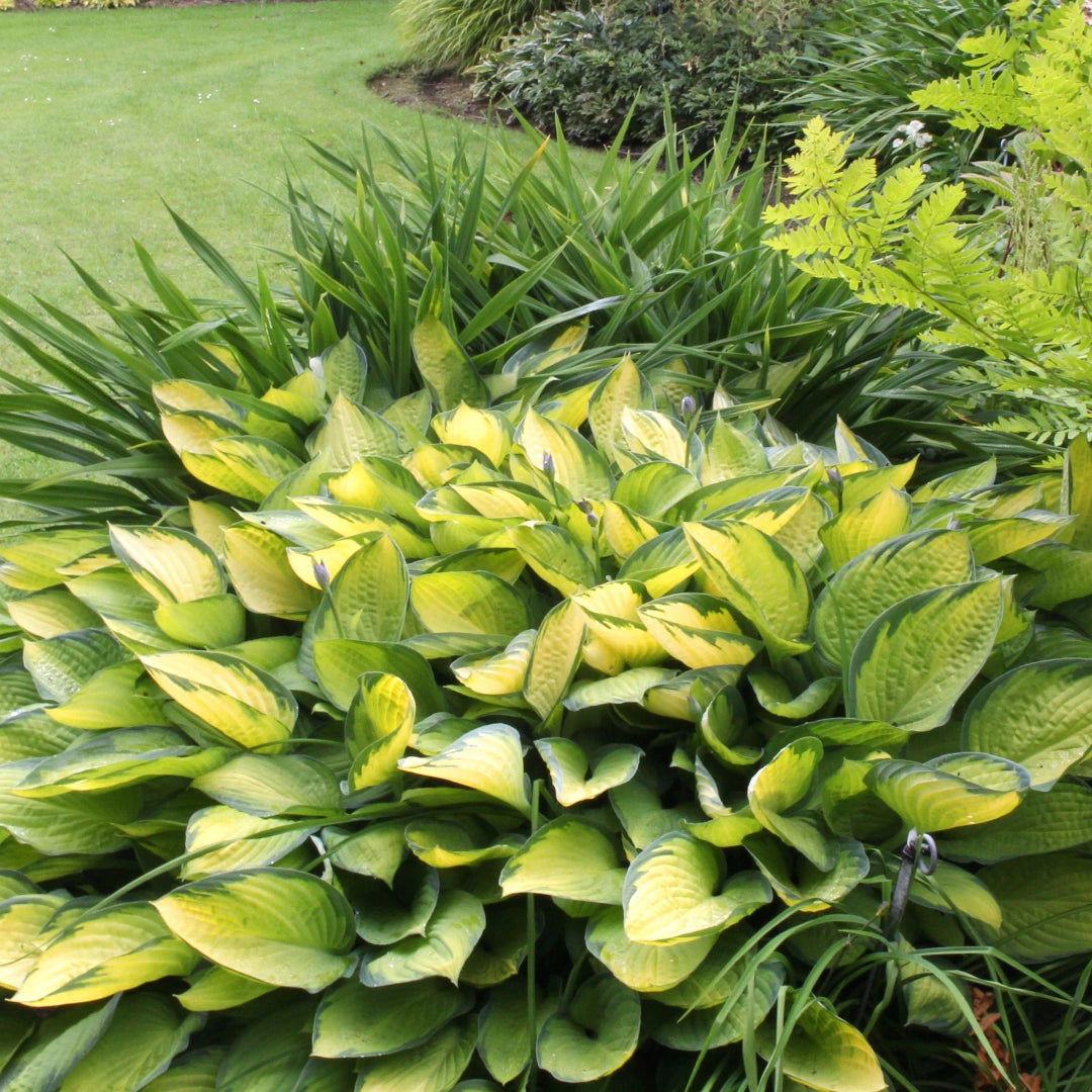 Hosta &